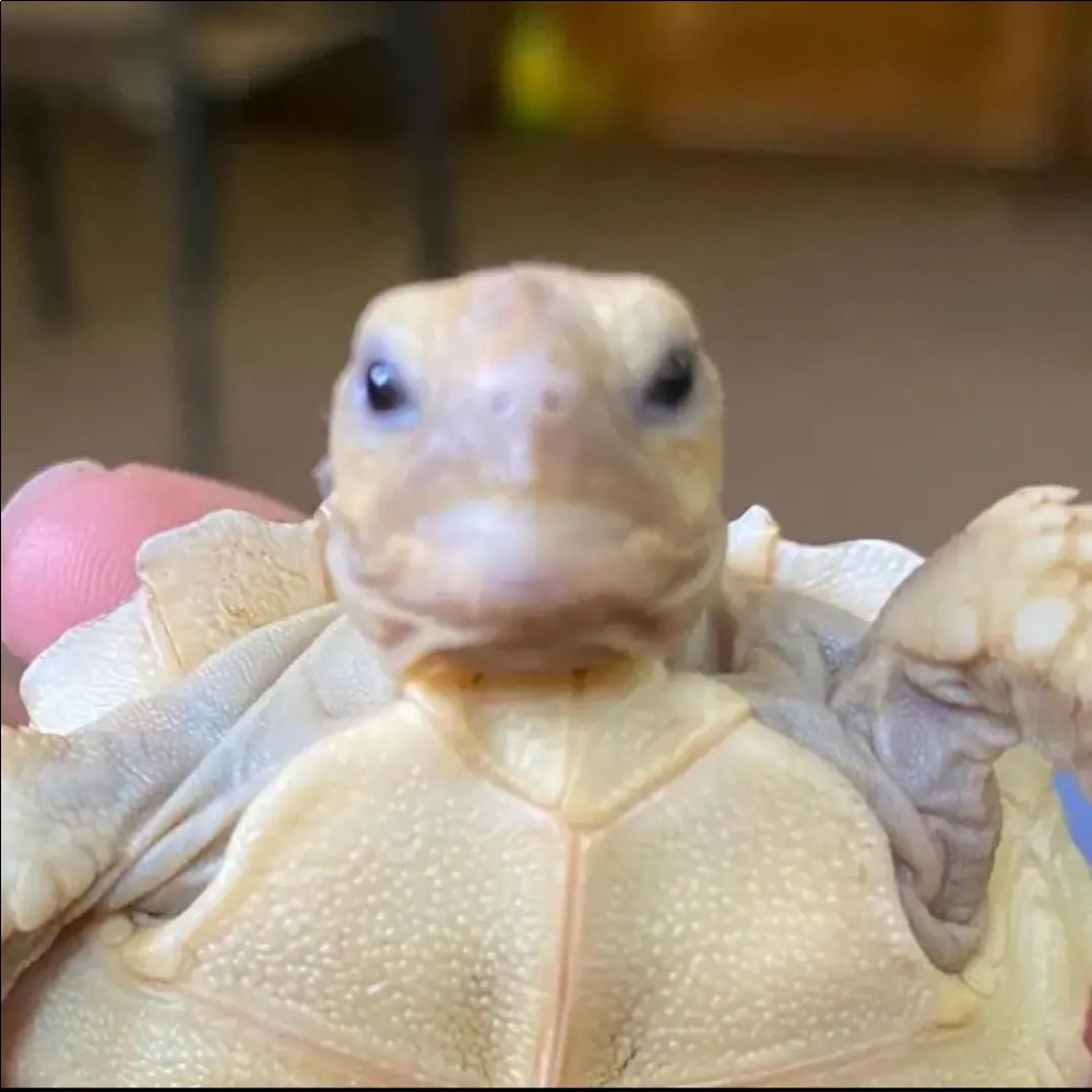 Meet your Posher, Xzavier